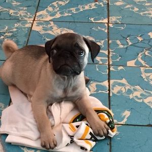 Meet your Posher, Leonardo